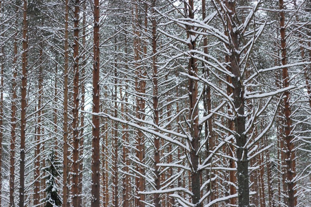 Photograph by Светлана Зотова