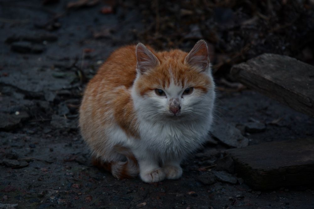 Фотография автора Юлия Казьмина