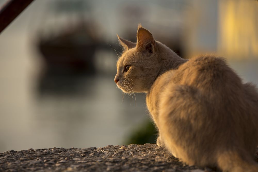 Photograph by Sergey Lexin