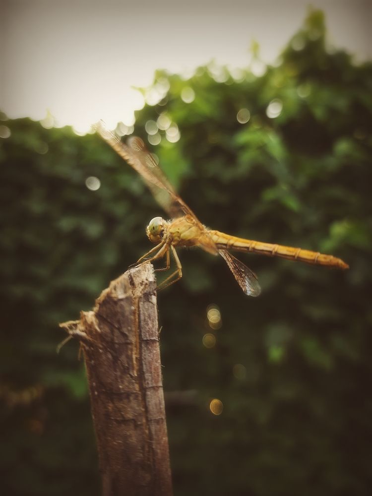 Июльский день