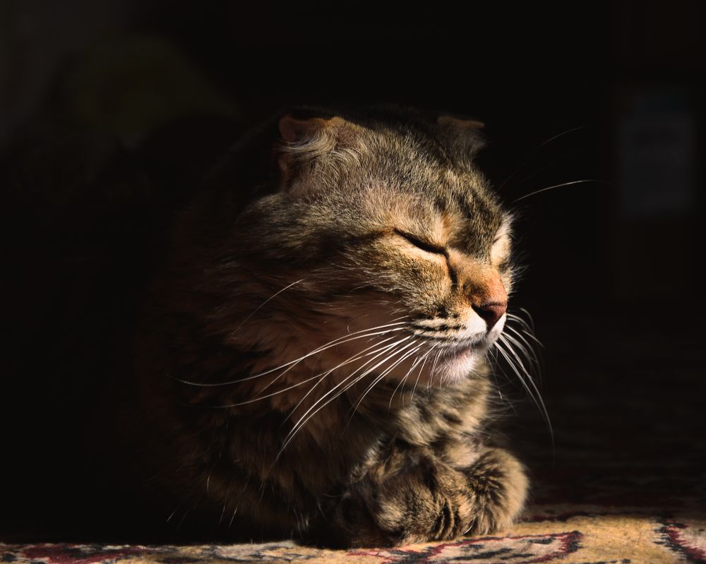 Фотография автора Юлия Казьмина