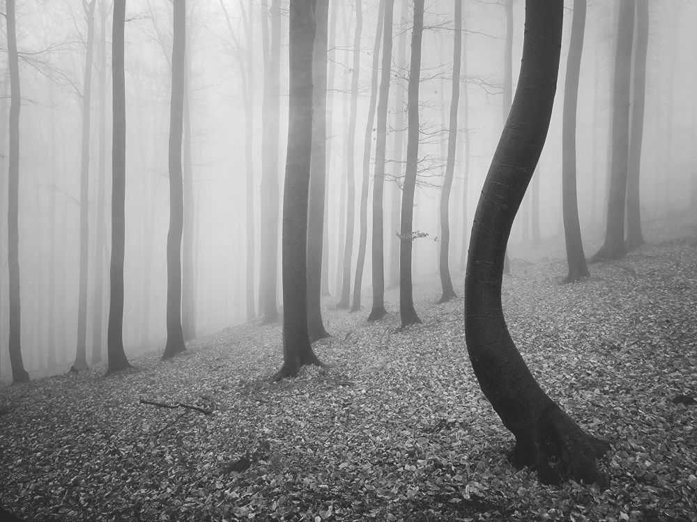 Photograph by Pavlasek Tom