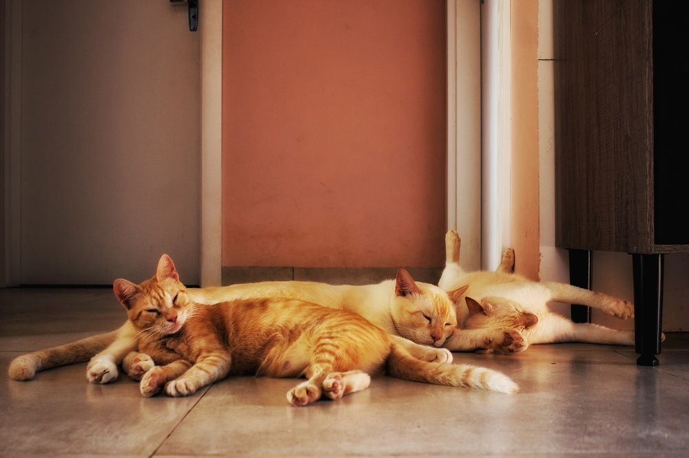 Cats in the floor