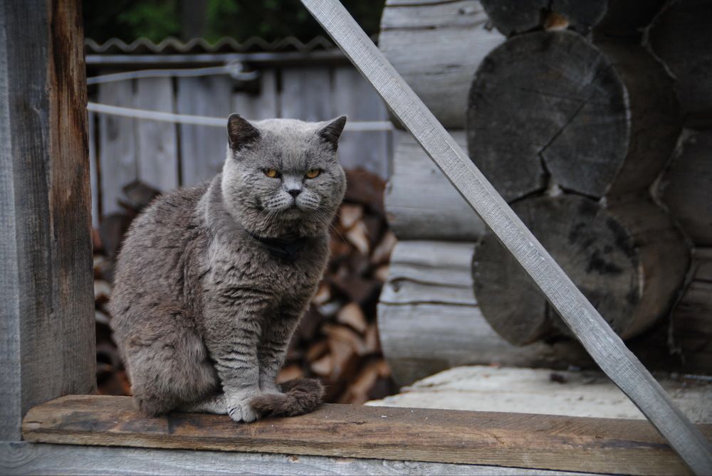 Photograph by Инна Сечко