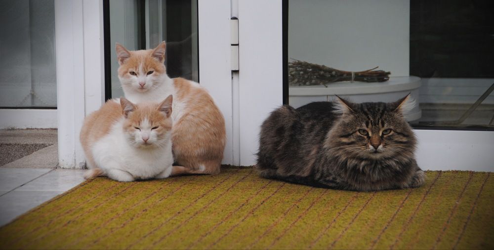 Photograph by Инна Сечко