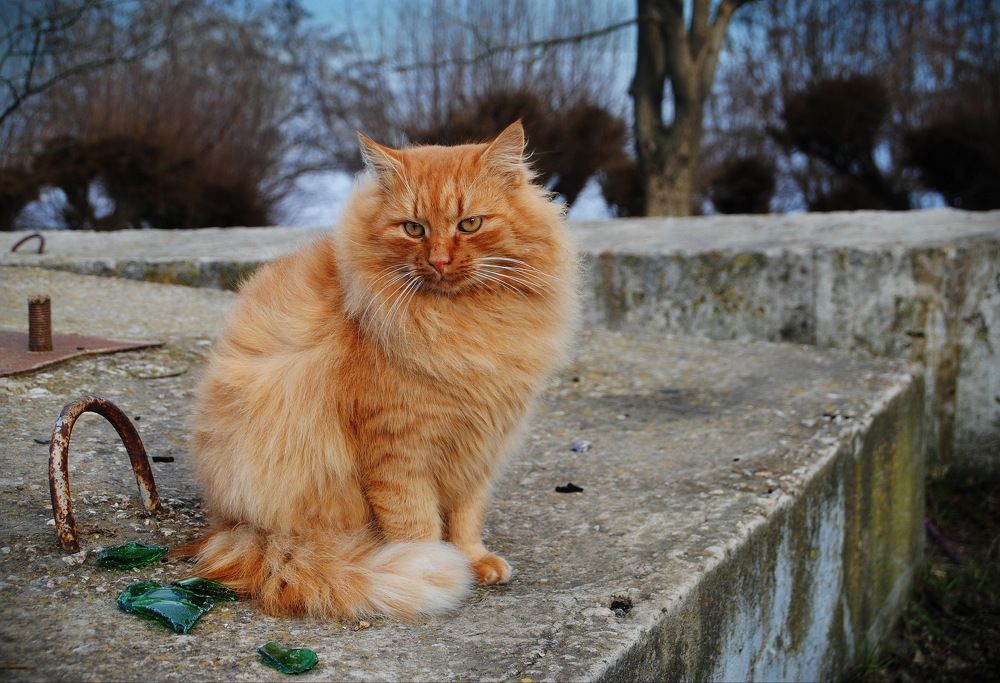 Photograph by Инна Сечко