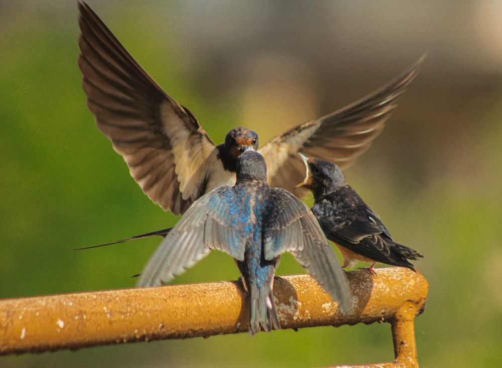 Photograph by Tinatin Gviniashvili-Chkhikvishvili