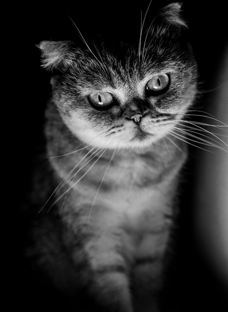 Photograph by Любовь Дворникова