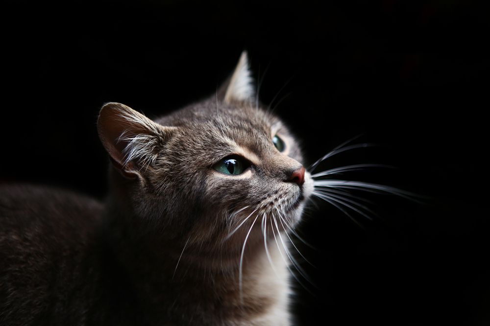 Photograph by Покровская Екатерина