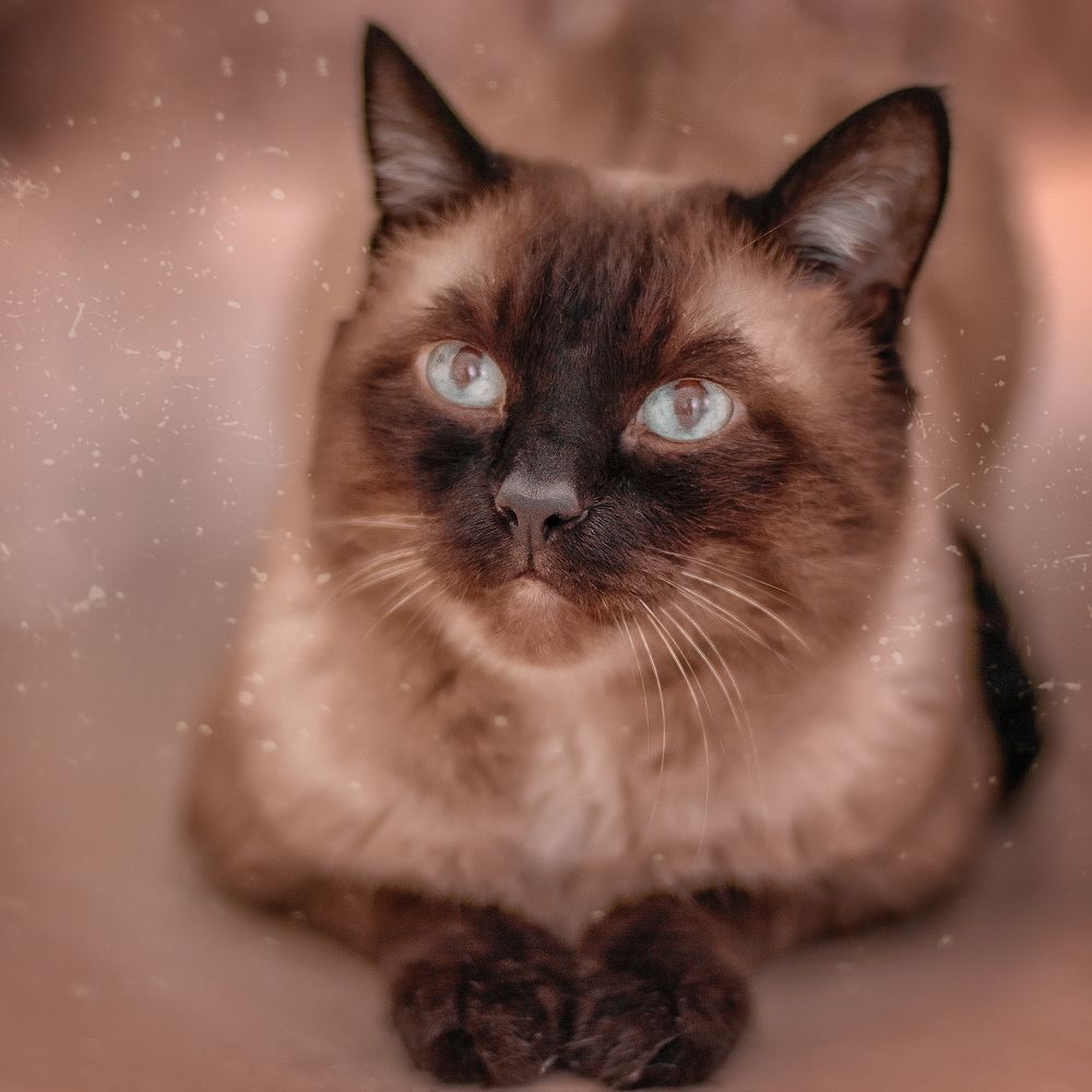 Photograph by Ольга Петрова