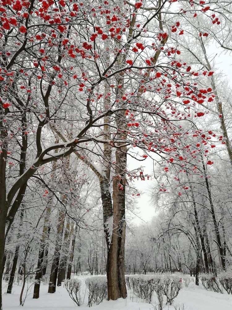 Photograph by Galina Novichkova