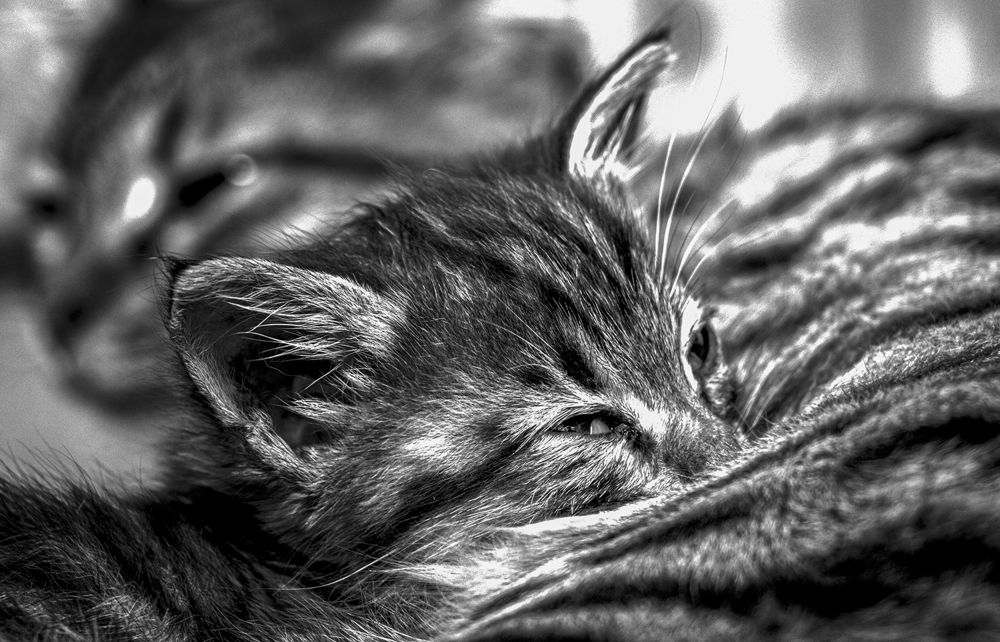 Photograph by Mahdi vagahri shorche