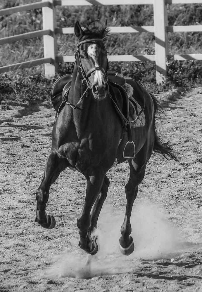 Photograph by Диана Бородзе