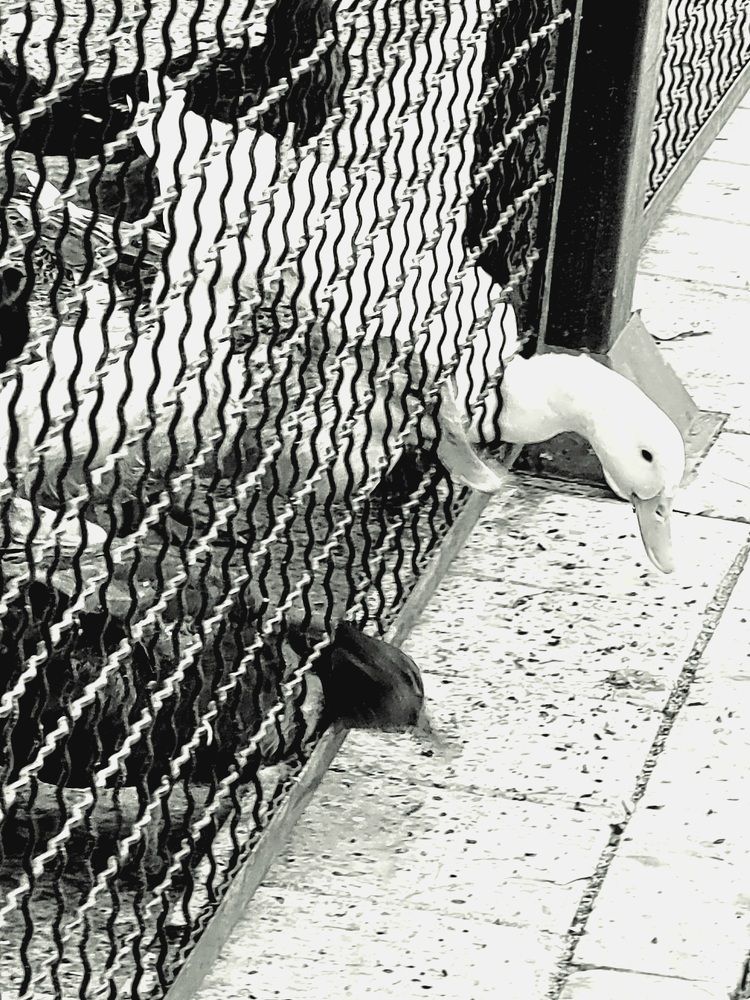 Photograph by Rahele Almassi