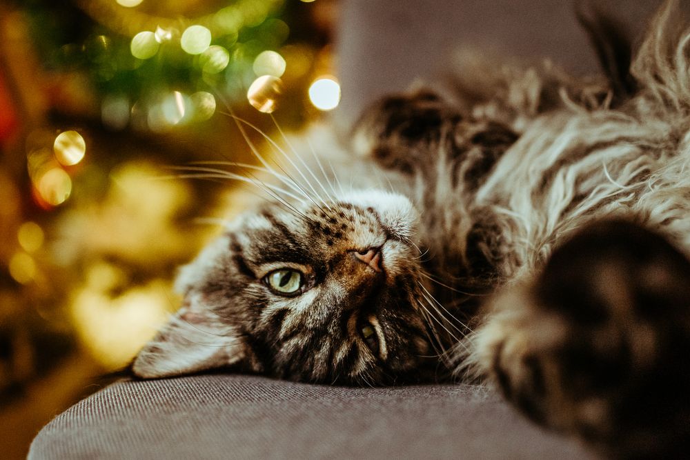 Photograph by Светлана Шмелева