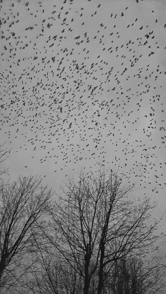 Налетело вороньё...