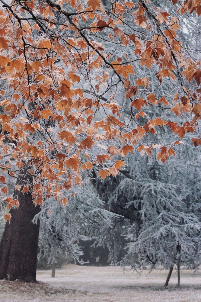 Photograph by Tinatin Gviniashvili-Chkhikvishvili