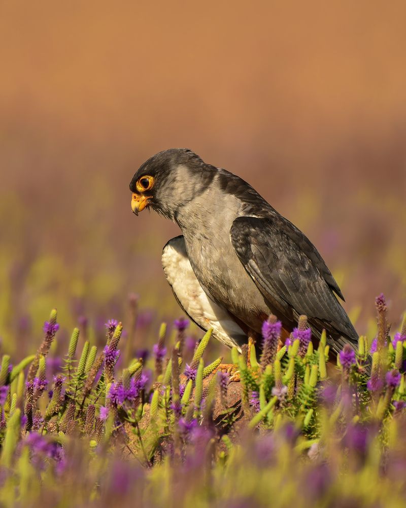 Photograph by Meenakshi Rajput