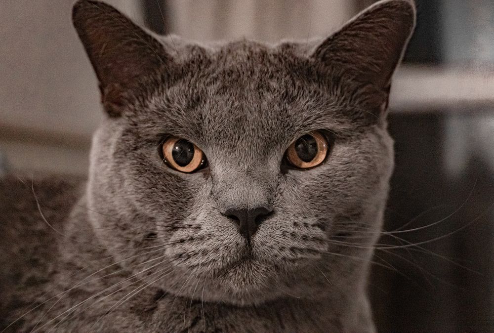 Фотография автора Максим Грибанов