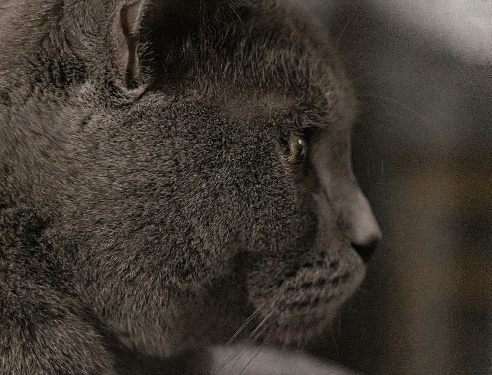 Фотография автора Максим Грибанов