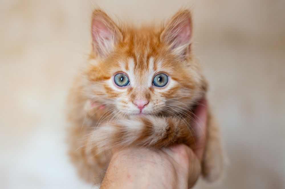 Photograph by Николай Абрамов