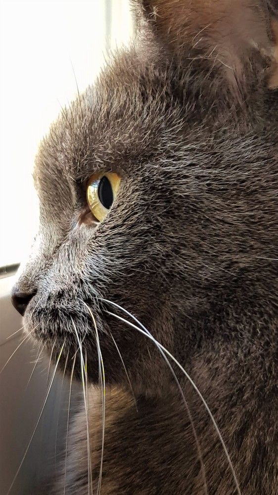 Фотография автора Максим Грибанов