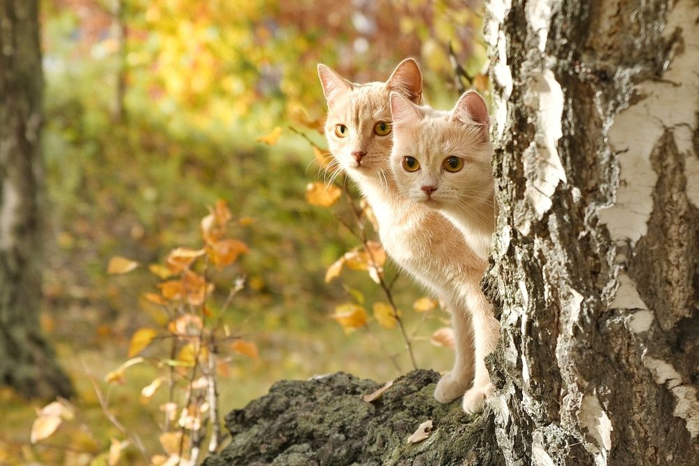 Photograph by Елена Чащина