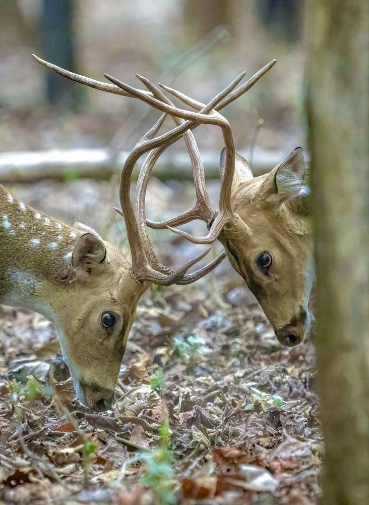 Photograph by Nitin Baste