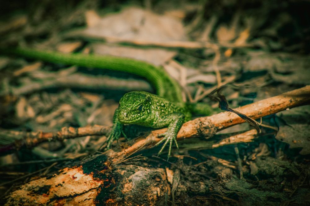 Photograph by Александр Жариков