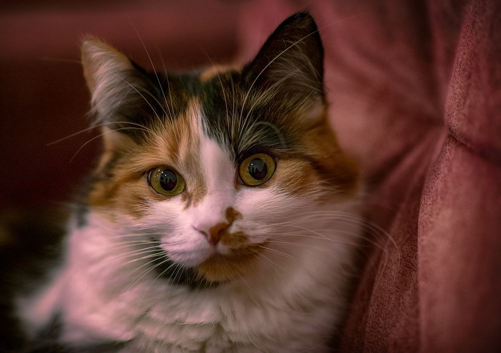 Photograph by Игорь Хижняк