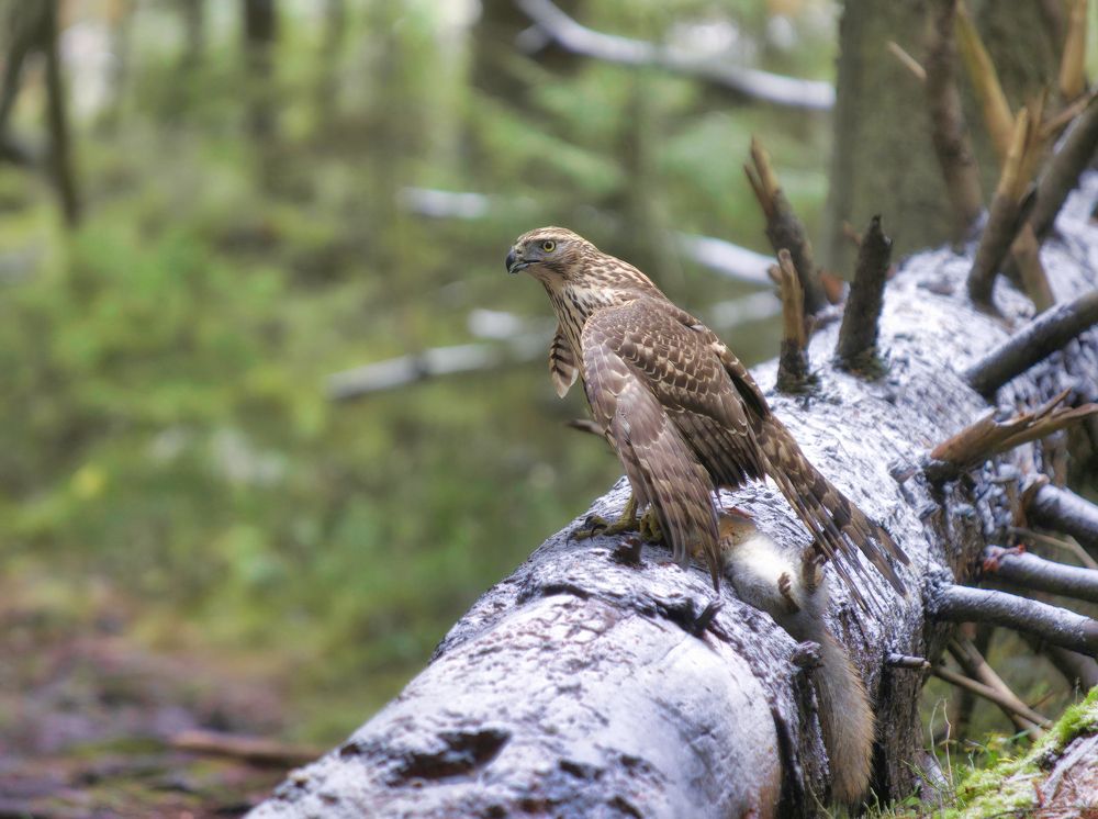 Photograph by Алексей Долженко