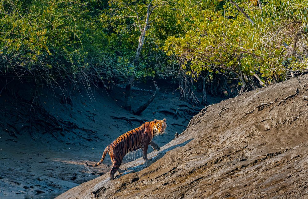 Denizen of Mangrove forest