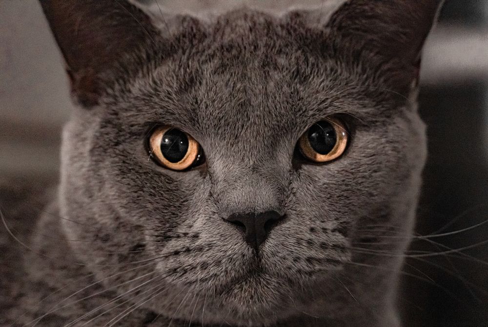 Фотография автора Максим Грибанов