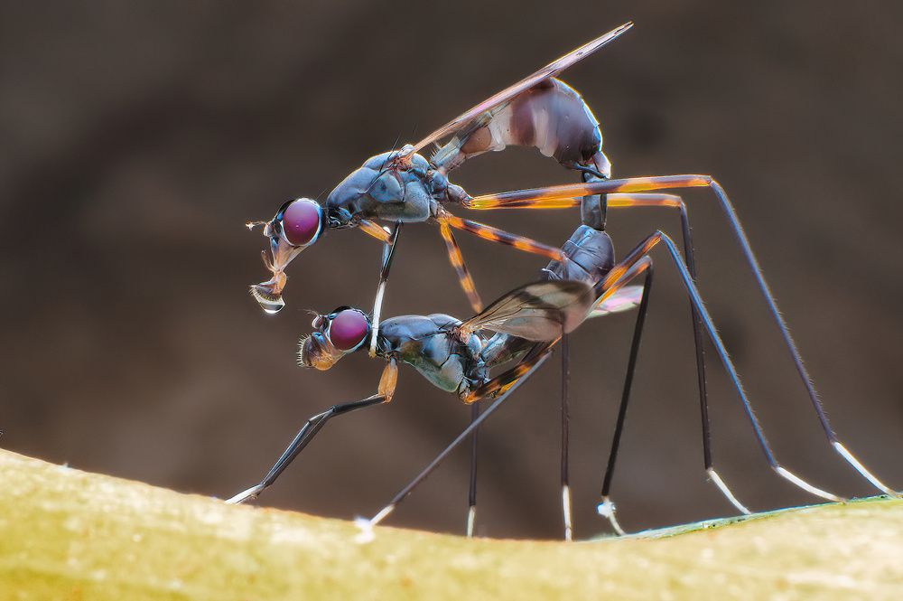 Photograph by Chen-You Li