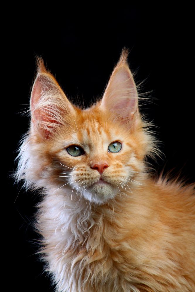 Maine coon - Levushka of Gross Team