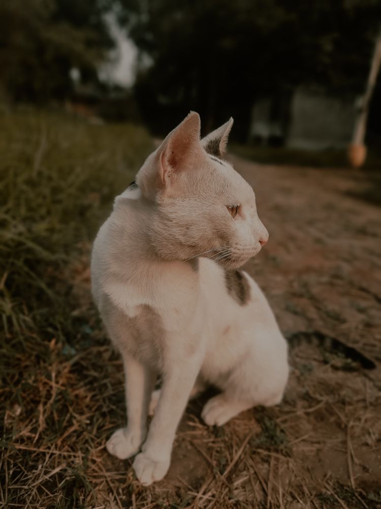 Photograph by Pawan Saini