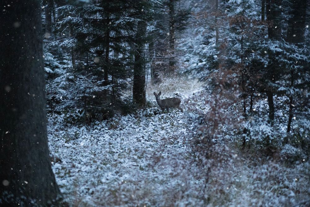 Photograph by Viktoria Burova