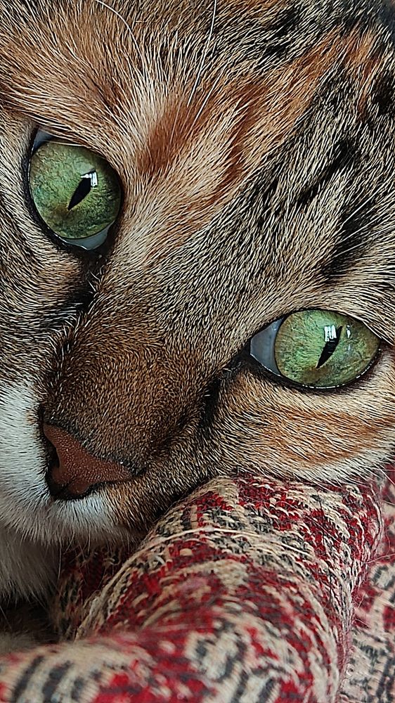 Photograph by Javad Tafti Farashah