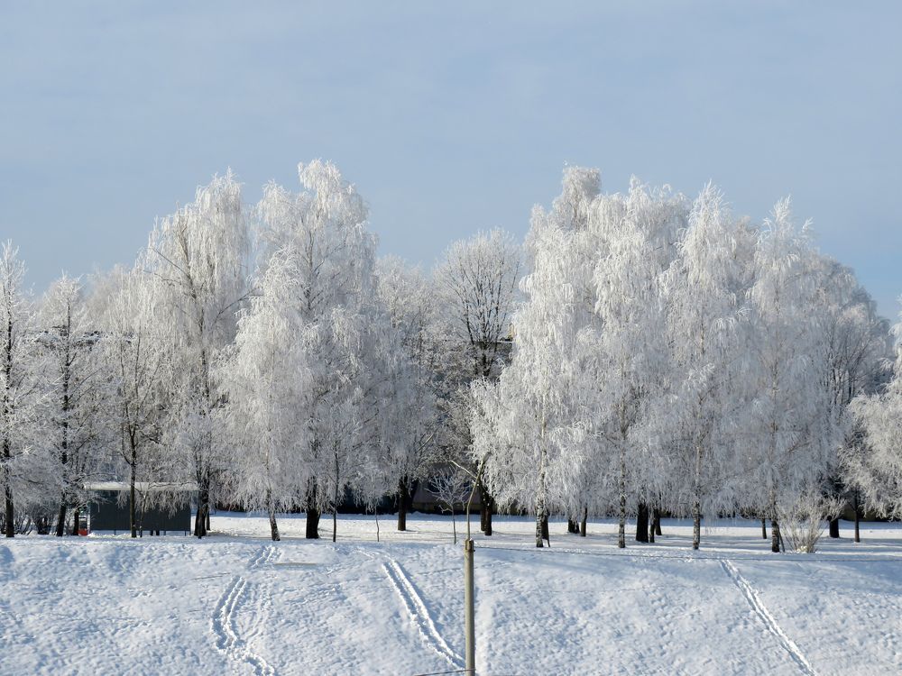 Snow covered trees