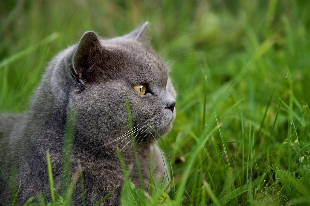 Photograph by Dark Ambient