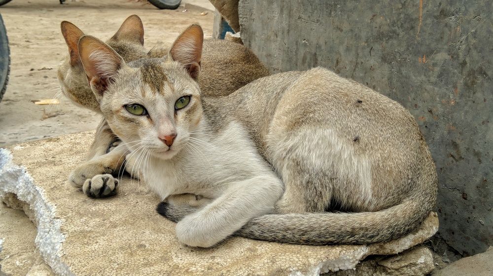 Photograph by Nishant Raj