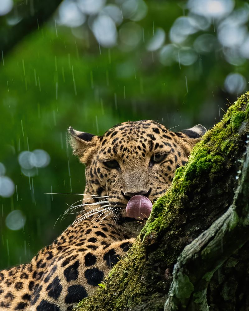 Photograph by Anandhu M