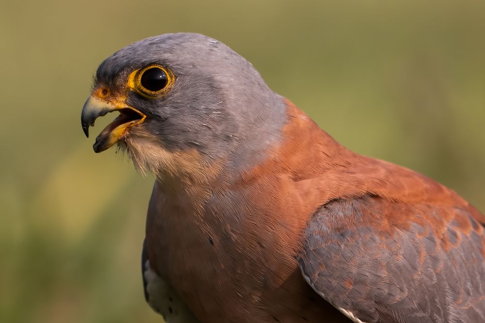 Photograph by Rajib Kumar Dana