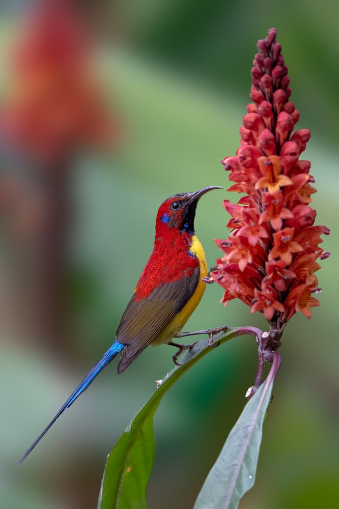 Photograph by Rajib Kumar Dana