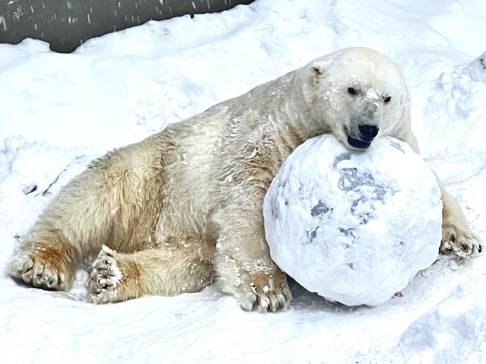 Мишка и шар