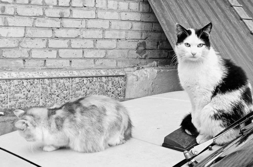 Photograph by Алина Харламова