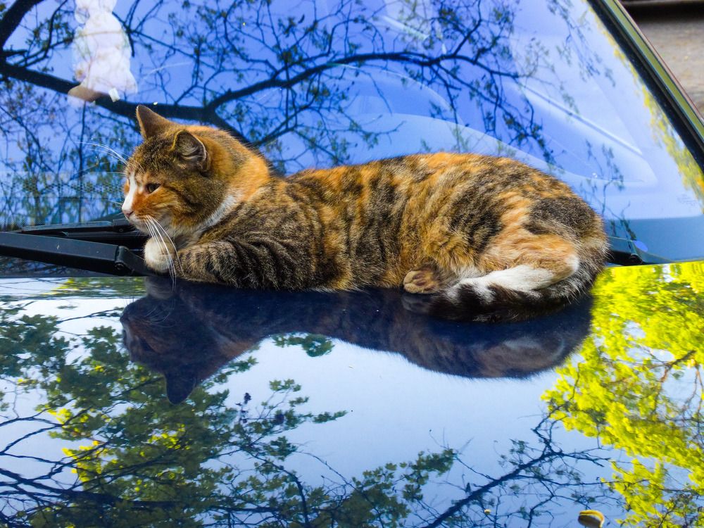 Photograph by Ирина Половцева