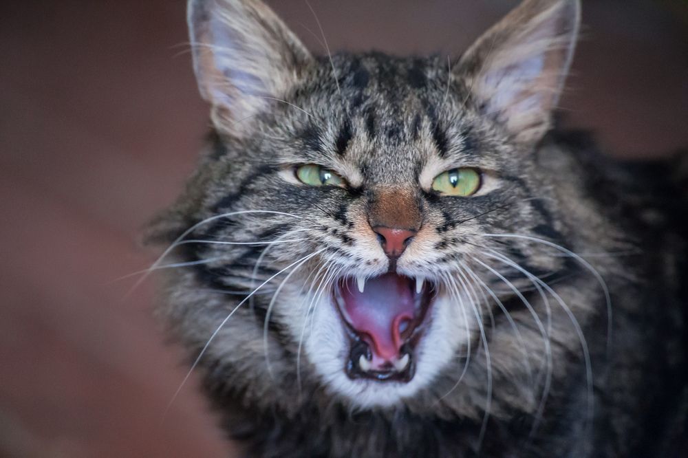 Photograph by Vasily Prokhorov