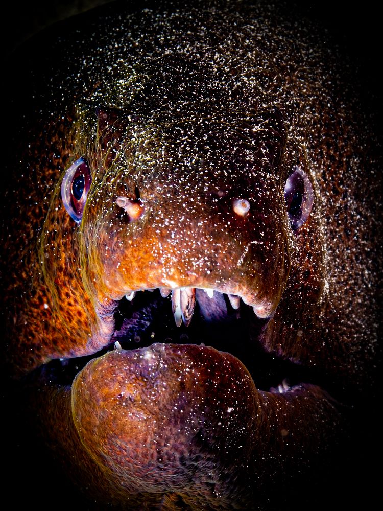 Never sneeze into flour!