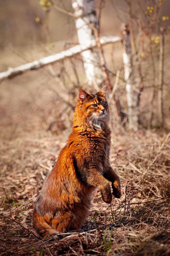 Фотография автора Julia Shepeleva